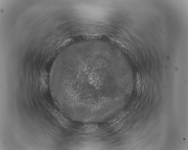 X0000088031346200705251106