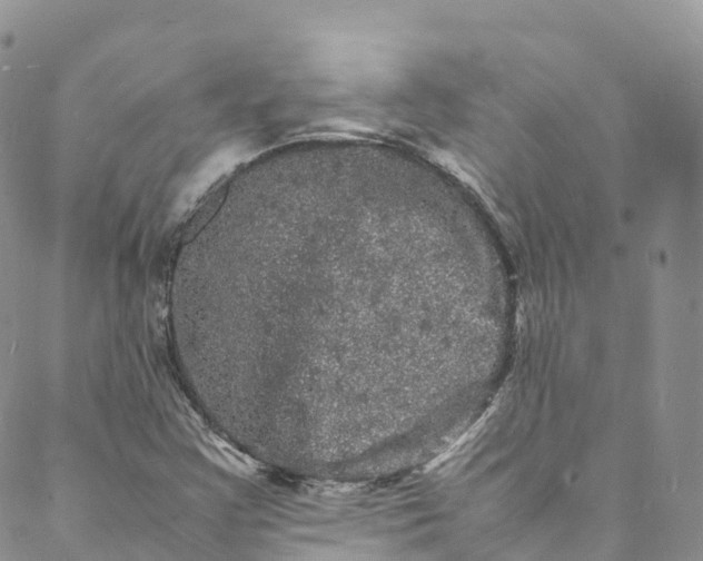 X0000088031355200705251106