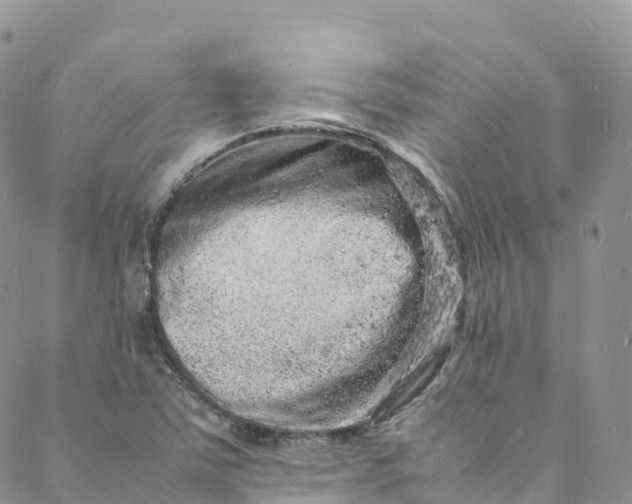 X0000088031363200705251106