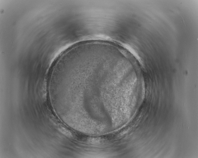 X0000088031364200705251106