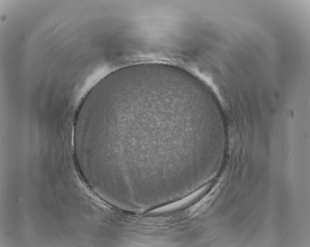 X0000088031365200705251106