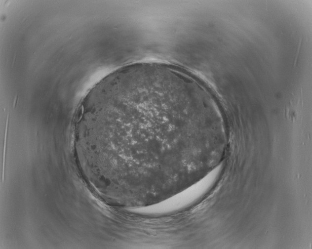 X0000088031367200705251106