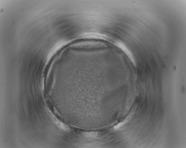 X0000088031376200705251106