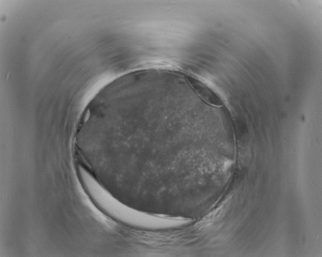 X0000088031383200705251106