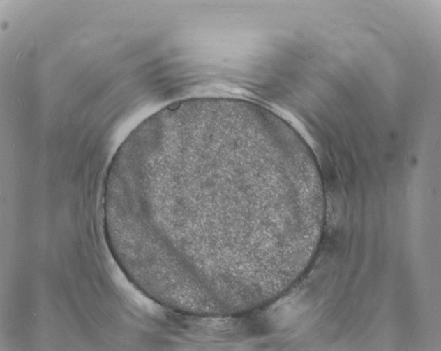 X0000088031387200705251106