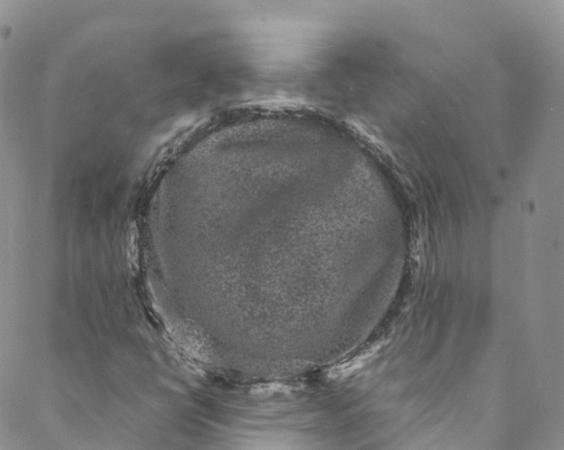 X0000088031398200705251105