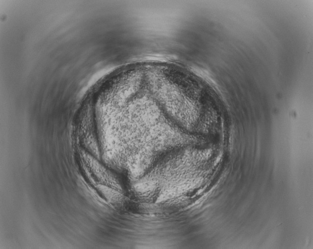 X0000088031404200705251105