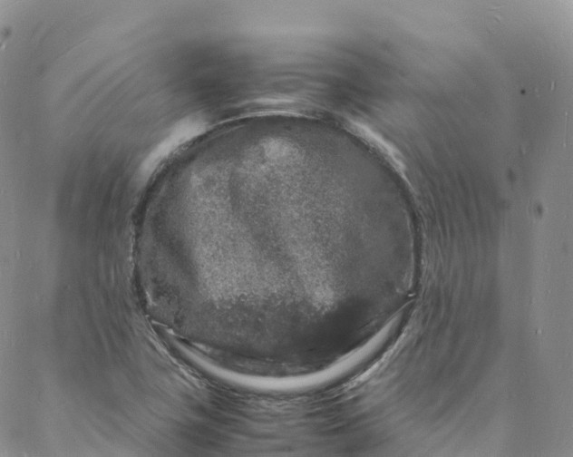 X0000088031411200705251105