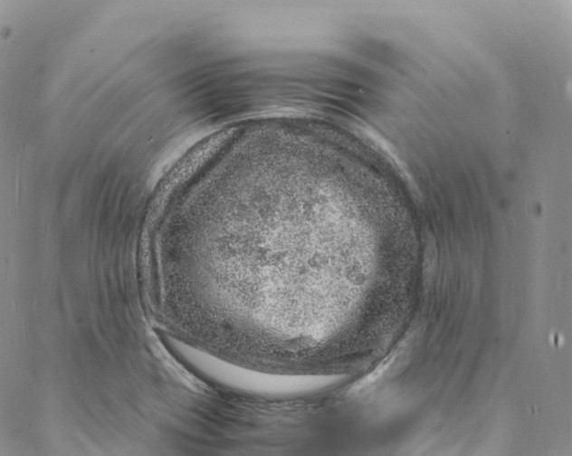 X0000088031417200705251105