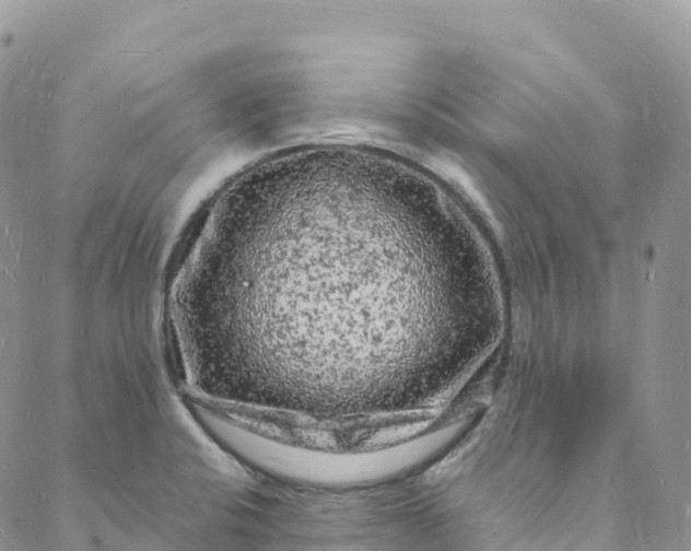 X0000088031424200705251105