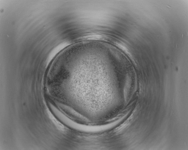 X0000088031426200705251105