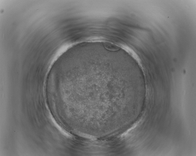 X0000088031429200705251105