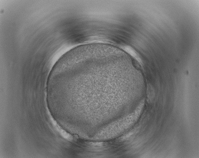 X0000088031431200705251105