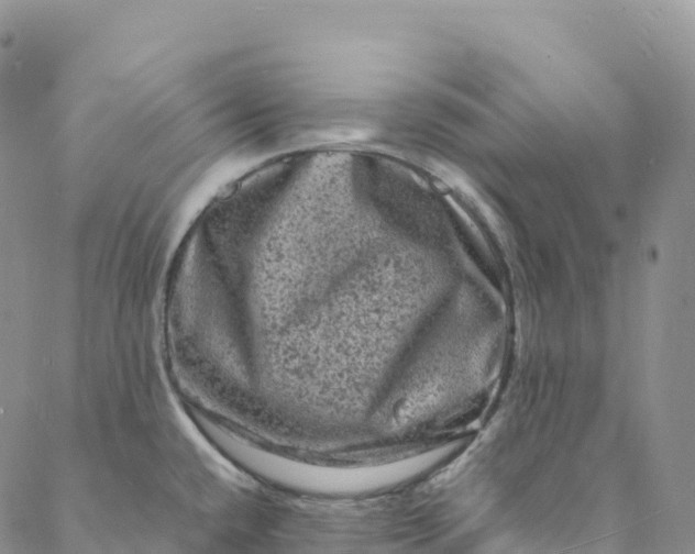 X0000088031432200705251105