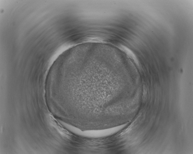 X0000088031435200705251105