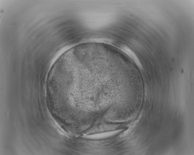 X0000088031436200705251105