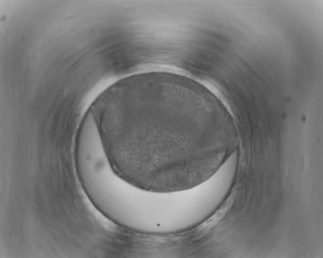 X0000088031438200705251105