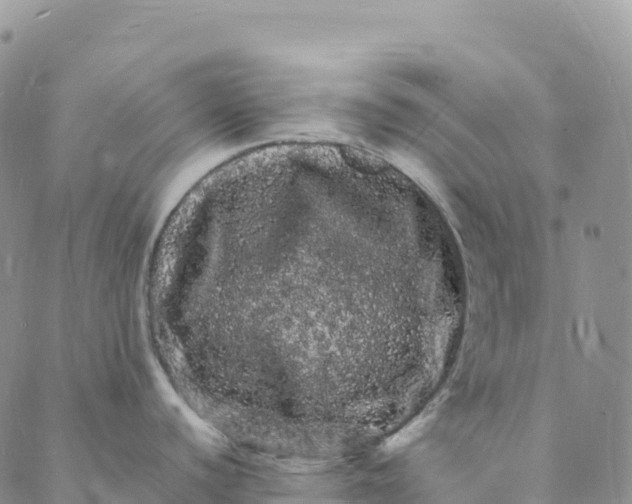 X0000088031440200705251105