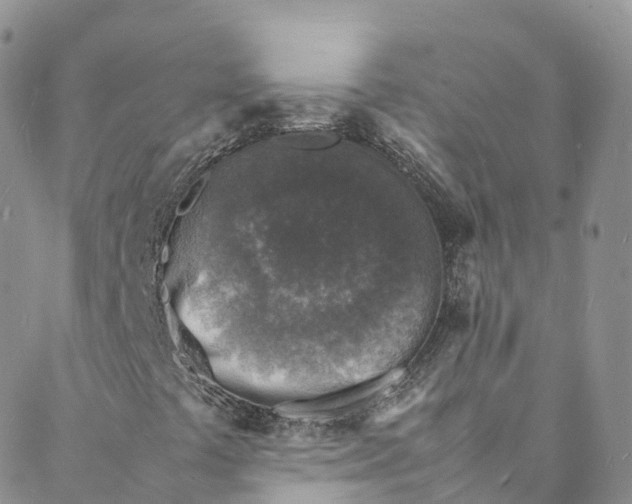 X0000088031441200705251105