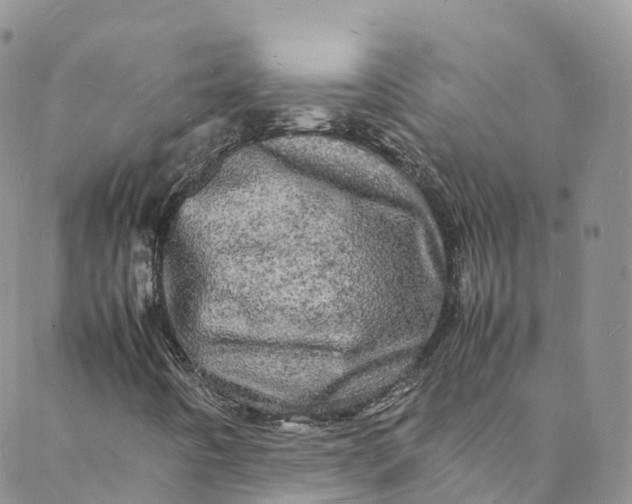 X0000088031442200705251105