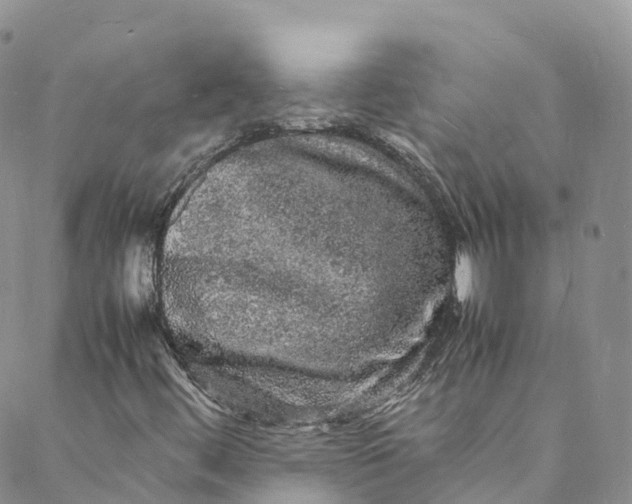 X0000088031444200705251105