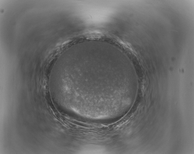 X0000088031445200705251105