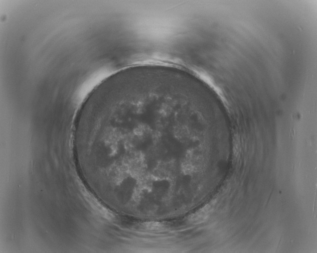 X0000088031463200705251104