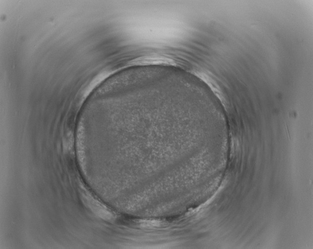 X0000088031465200705251104