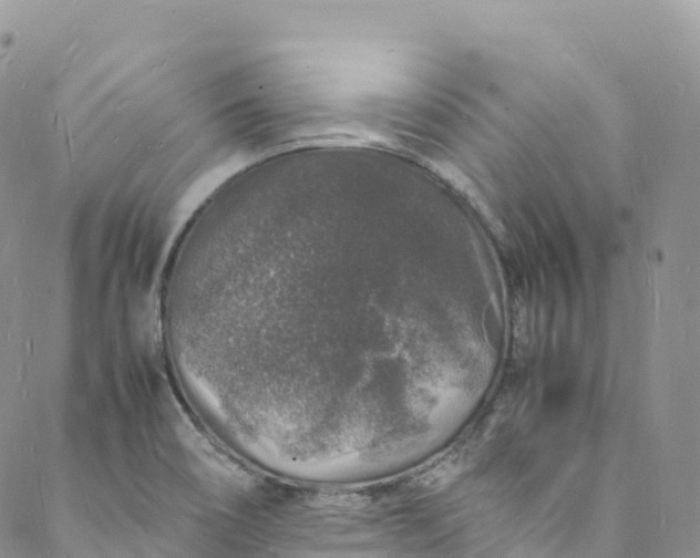 X0000088031466200705251104