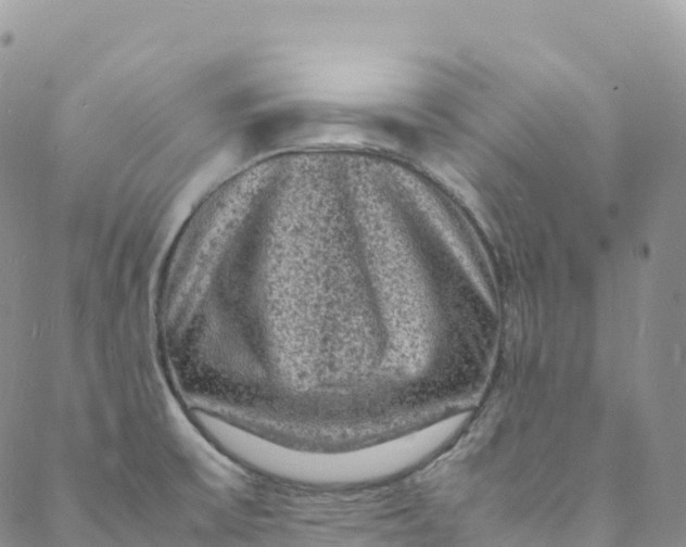 X0000088031475200705251104