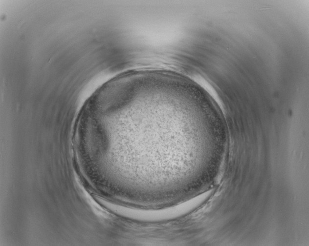 X0000088031485200705251104