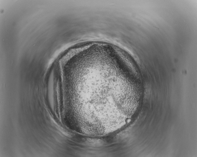 X0000088031509200705251103