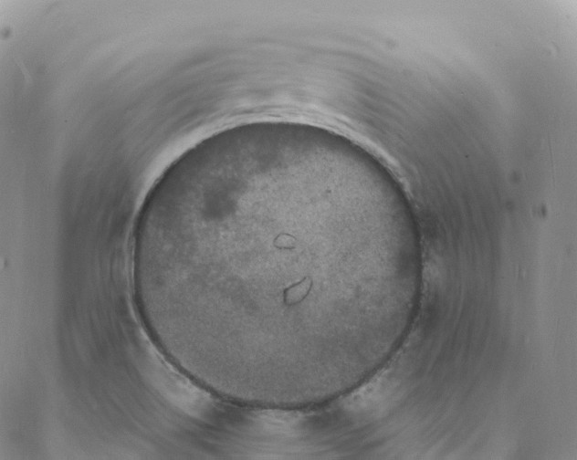 X0000088031514200705251104