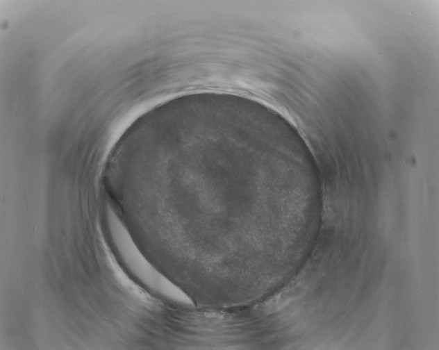 X0000088031515200705251104