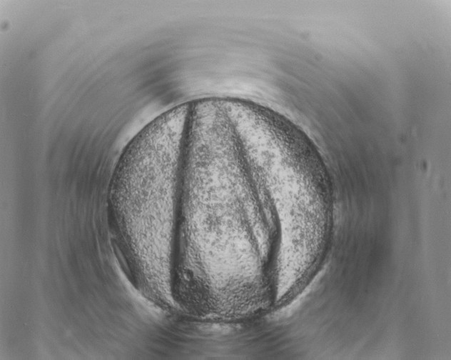 X0000088031521200705251104