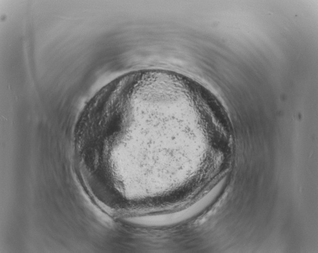 X0000088031525200705251104