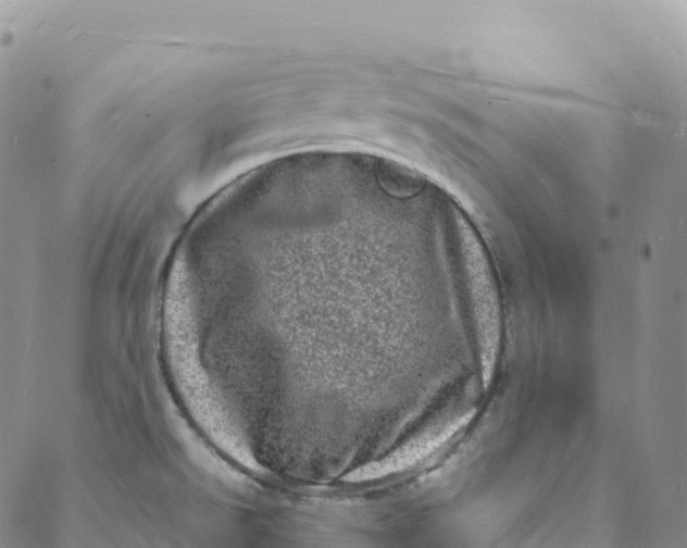 X0000088031526200705251104