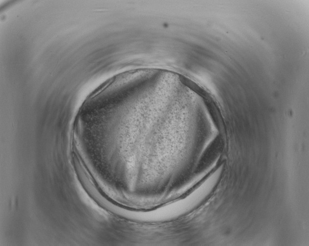 X0000088031528200705251104