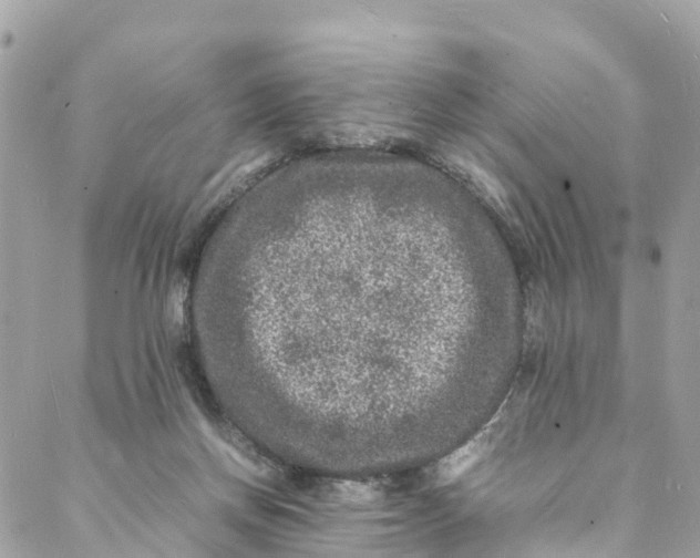 X0000088030166200706011358