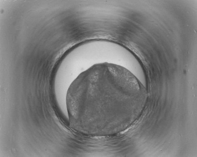 X0000088030252200706011357