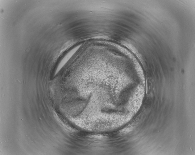 X0000088030253200706011357