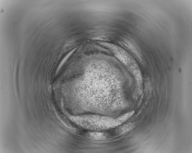 X0000088030265200706011357