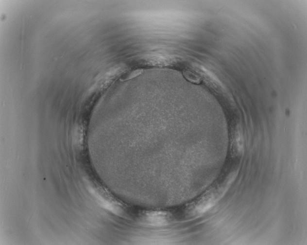 X0000088030268200706011357