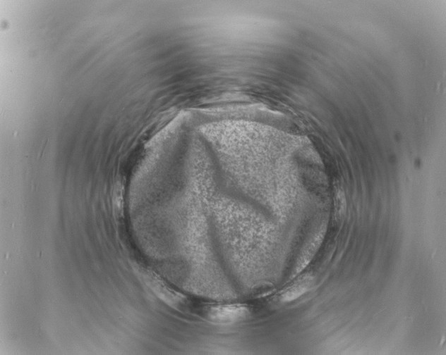 X0000088030274200706011357