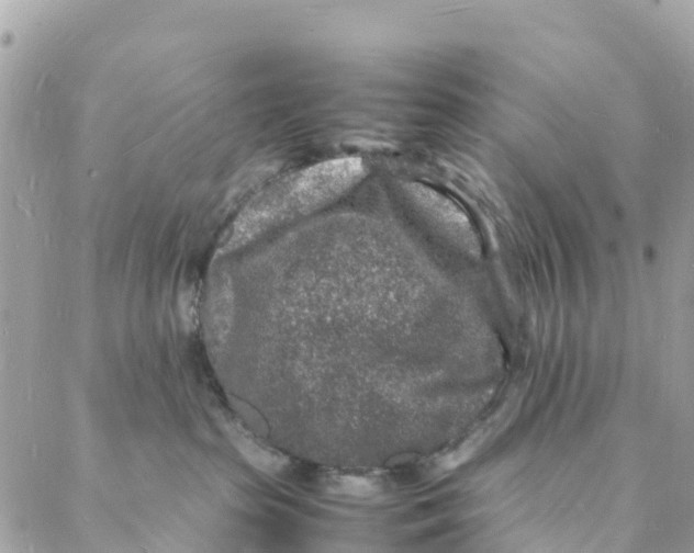 X0000088030285200706011357