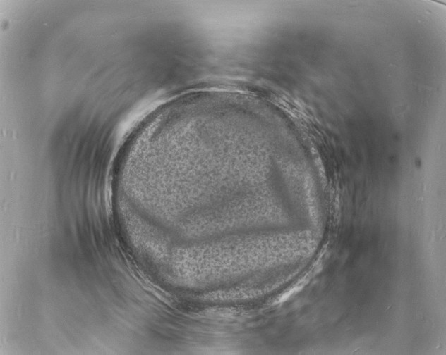 X0000088030294200706011356