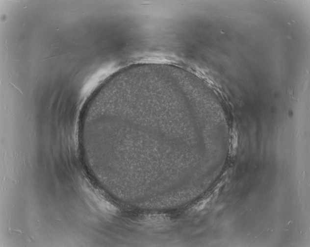 X0000088030296200706011356