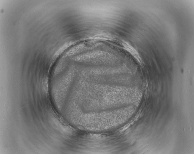 X0000088030298200706011356