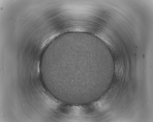 X0000088030302200706011356