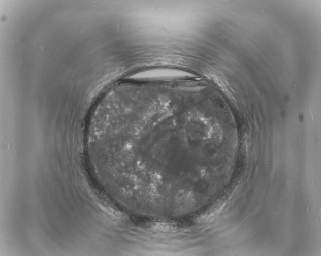 X0000088030303200706011356